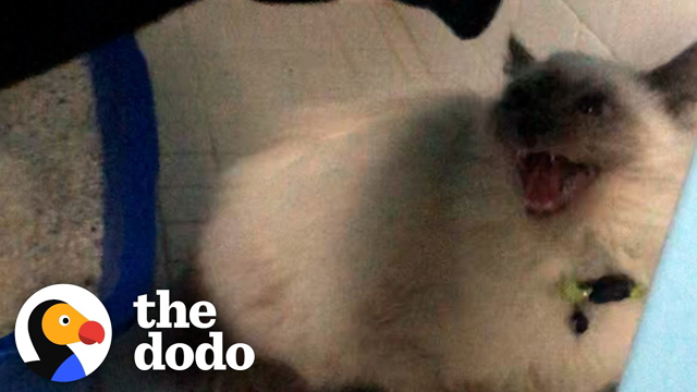 Hissing Cat Warms Up To His Foster Mom | The Dodo Foster Diaries
