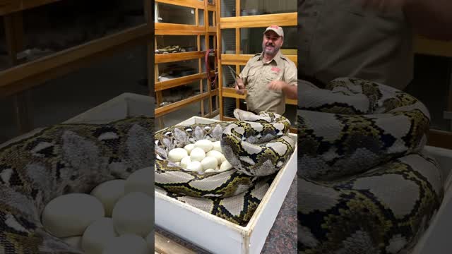 Would You Do This? 😳 #shorts #animals #reptile #giant #python #snake