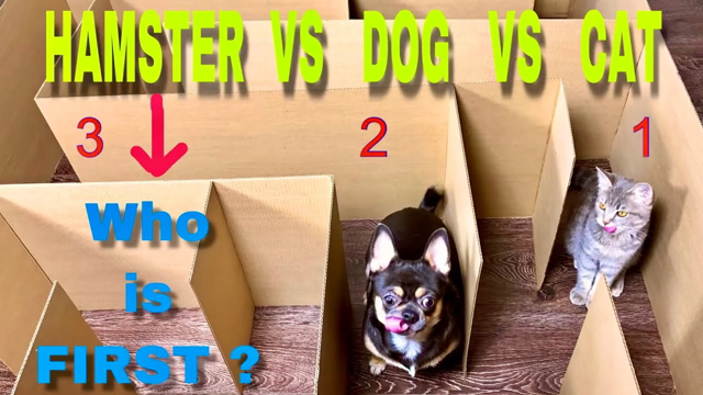 Giant Maze Labyrinth - Cat vs Dog vs Hamster. Who is First ?