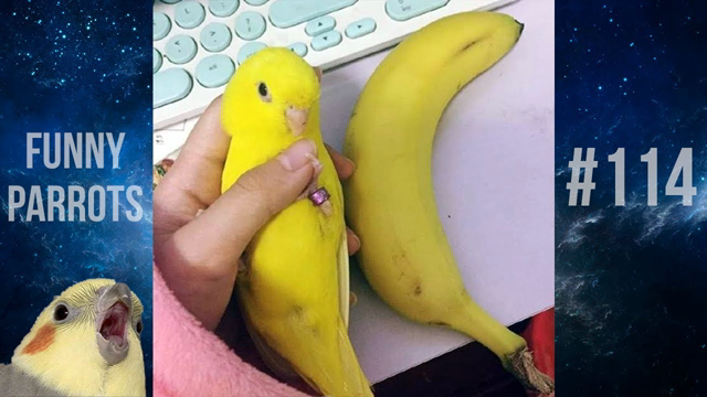 Funny Parrots and Cute Birds Compilation #114 - 2019