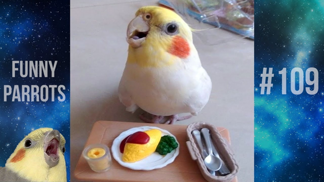 Funny Parrots and Cute Birds Compilation #109 - 2018