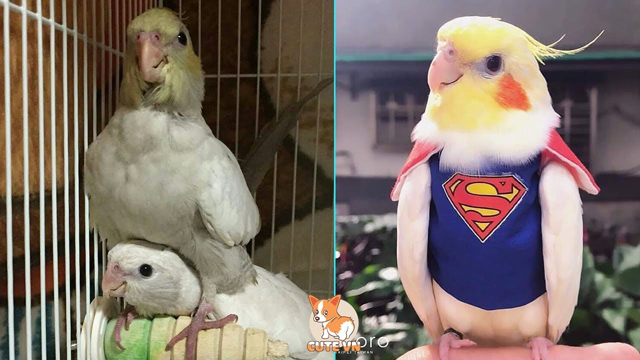 Cute Parrots Doing Funny Things #13 - 😍 Cutest Parrots In The World