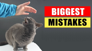 20 Common Mistakes Cat Owners Make