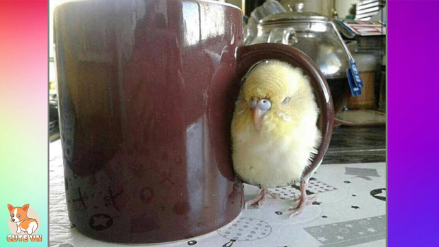 🤣 Cute Parrots Doing Funny Things #4 - 😍 Cutest Parrots In The World 2018