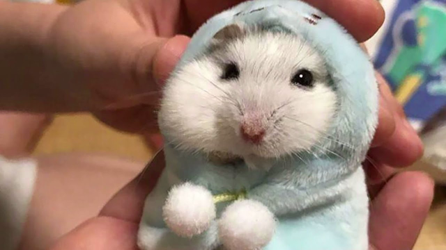 Funny Hamsters Videos | Cute and Funny Moment of the Animals
