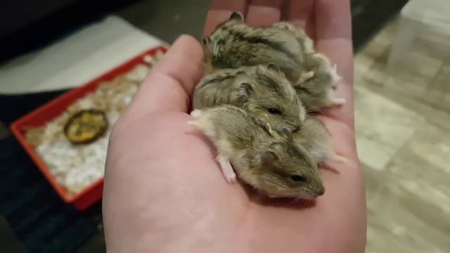 Dwarf Hamster Babies Growing Up (Day 1 - 30)